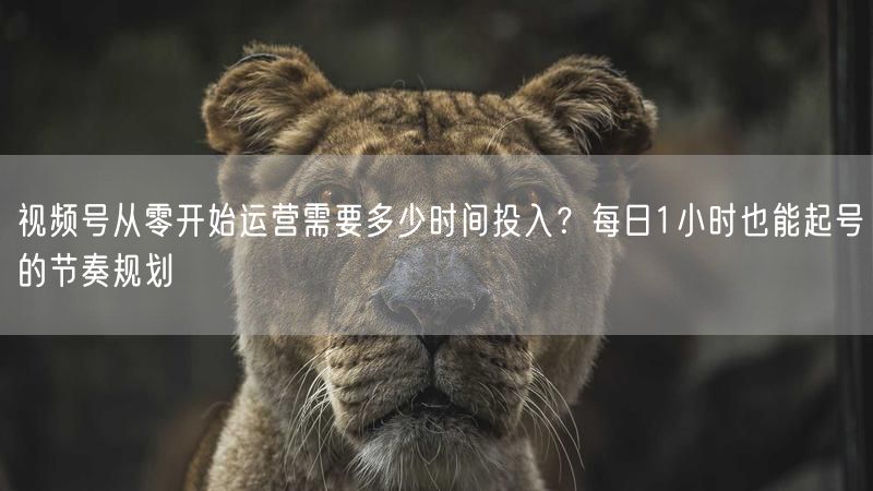 视频号从零开始运营需要多少时间投入？每日1小时也能起号的节奏规划