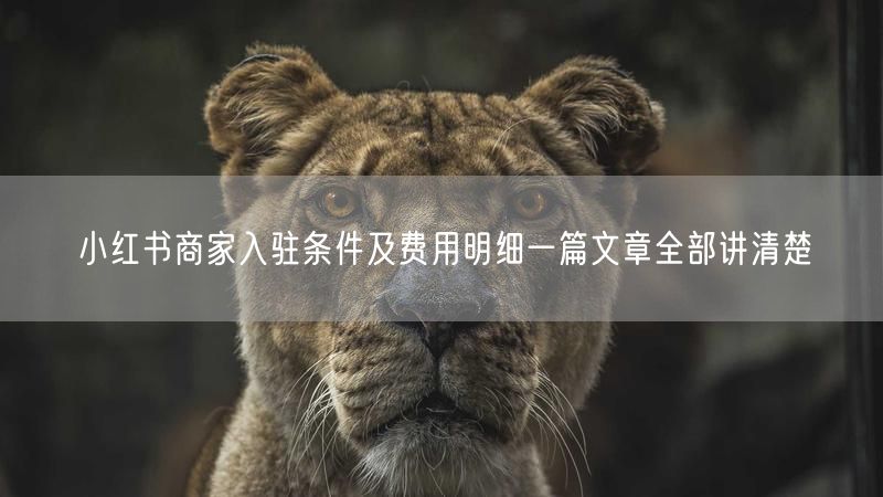 小红书商家入驻条件及费用明细一篇文章全部讲清楚